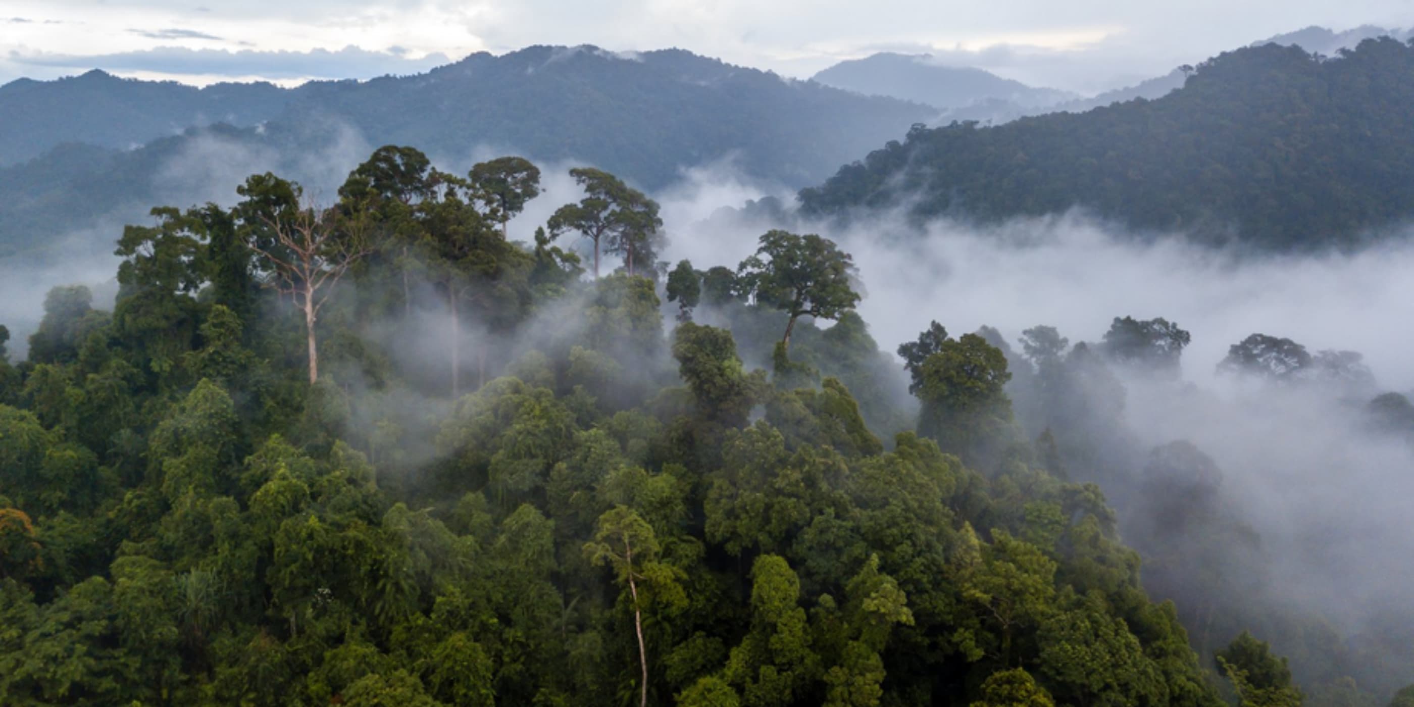 image of rainforest and hills