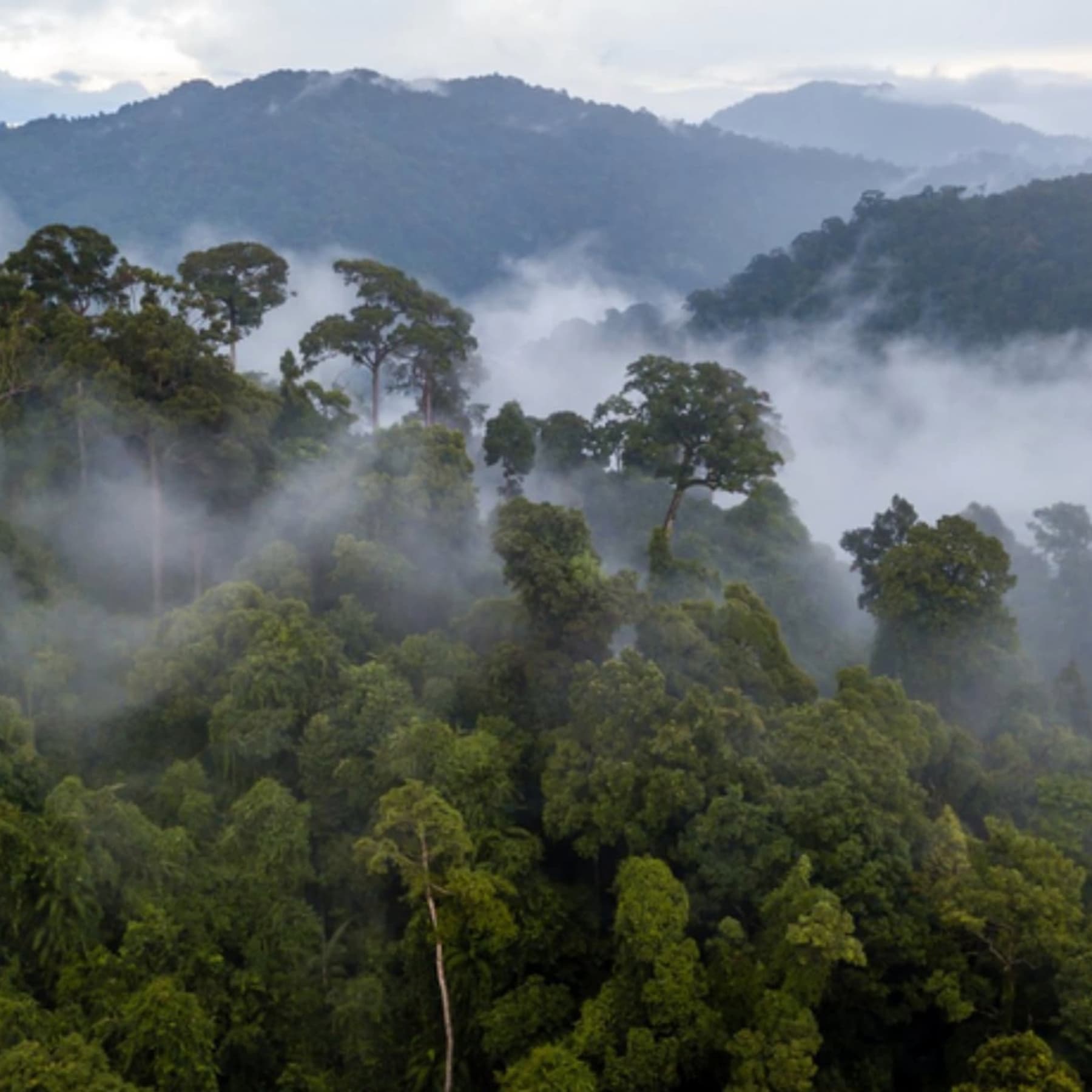Forest with mist and mountains in the background